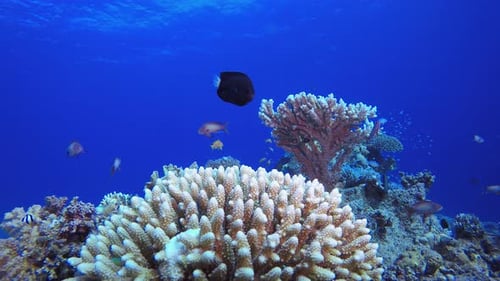Underwater Tropical Colourful Reef