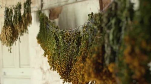Drying St. John's wort, Meadowsweet, golden marguerite in an old country house