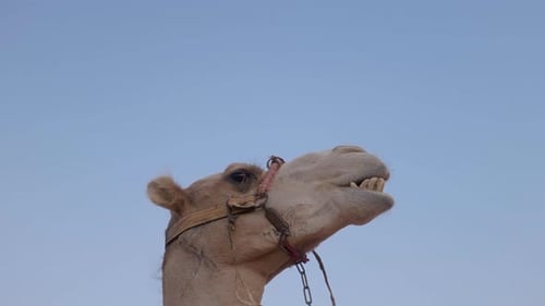 Kamel Nahaufnahme Wüste