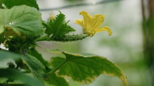 Flowering cucumber plant