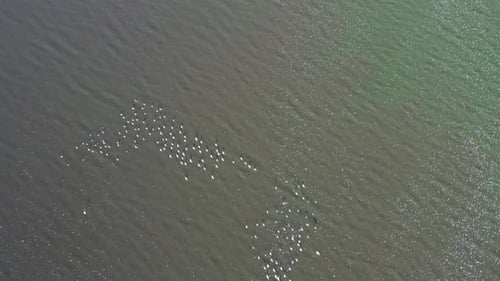 A flock of birds viewed from above.