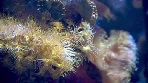 Seaweed and Corals Underwater Sea Life Ocean Nature Background