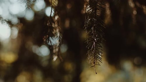 Closeup of Coniferous Tree Branches on a Sunny Day with Forest on a Blurred Background Concept of