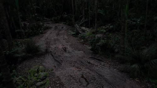 Unpaved Trail Through Dense Forest at Dusk in a Tropical Region