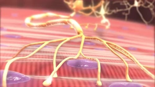 Structure neuronale détaillée avec dendrites et corps cellulaire