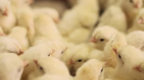 Closeup Chicks In Cage. Lot of small chicks. Chicken Farm