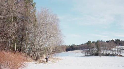 Person Cuts Tree with Chainsaw in Snowy Field