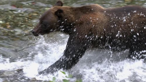 Brown bear chases spawning salmon near shore in shallow stream