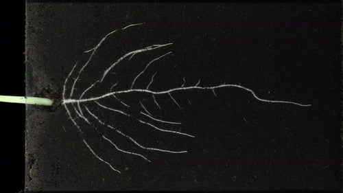 Chronologie de la germination et de la croissance des courgettes dans une rhizobox