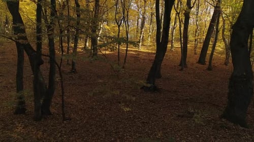 Flight in the Autumn Forest From the Dark Part of the Shadow to the Bright Sunny Part