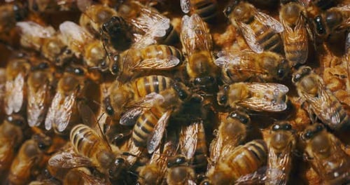 Slow motion macro close up of homegrown bees making honeycombs for procreation and honey extractio