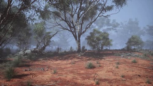 Enchanting Serenity A Majestic Journey Through the Australian Bush
