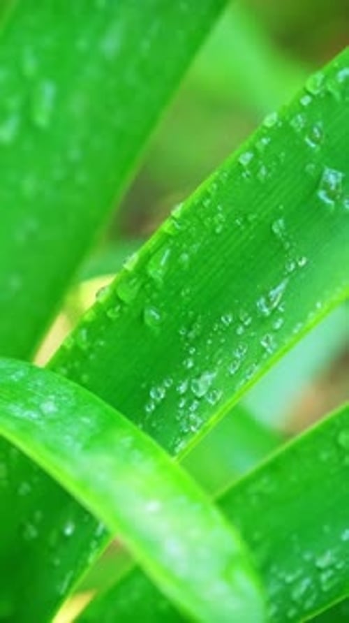 Lush Green Grass Leaves with Drops of Water Dew Droplets in the Wind in Morning