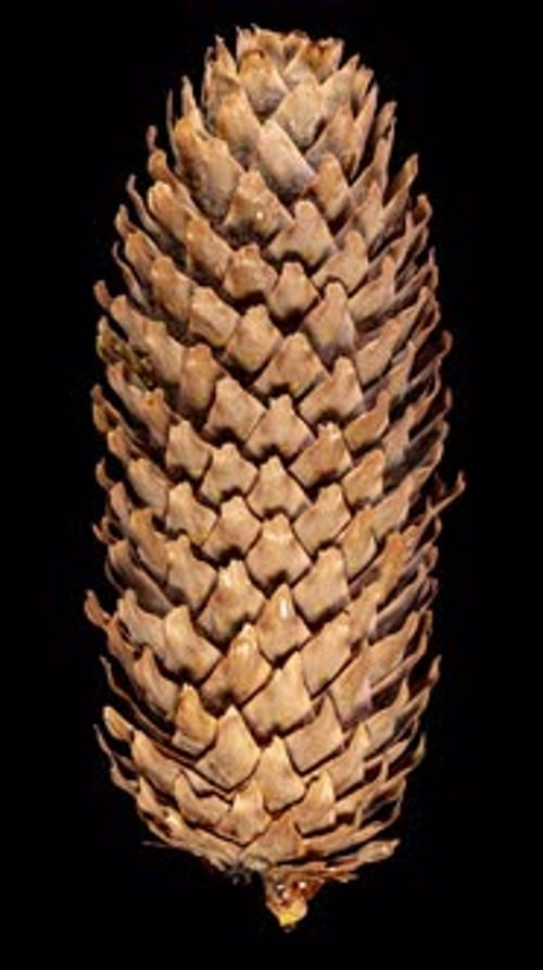Pine Cone Closing in Time Lapse on a Black Background. Fir Tree Cone Moving Isolated on Black