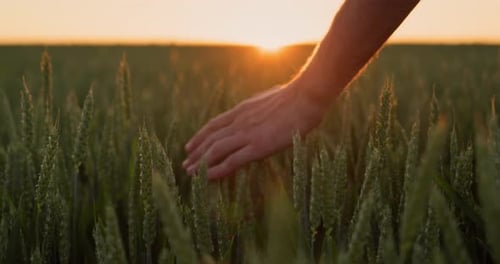 Hand Touches Wheat in a Golden Field at Sunset