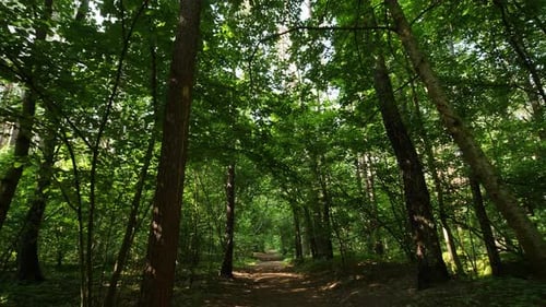 Walk Through a Summer Forest Trail with the Sun Shining Through the Lush Green Foliage POV