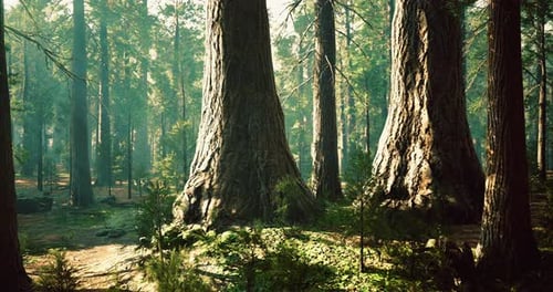 Majestic Redwood Forest Showcasing Towering Trees Under Bright Sunlight