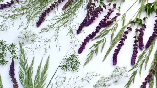 Fond d'herbier naturel avec fleurs de prairie d'été