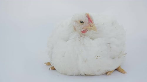 Chicken Isolated on White Background