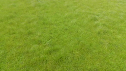 Niedriger Drohnenflug, langsam rückwärts über langes Gras, das sich sanft im Wind wiegt