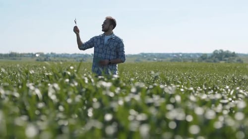 Man Examining Crop in Field Using Tablet