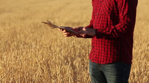 Farmer Using Tablet in Wheat Field
