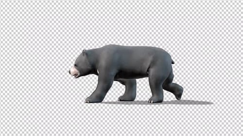 Black Bear Walk Transparent Background 2