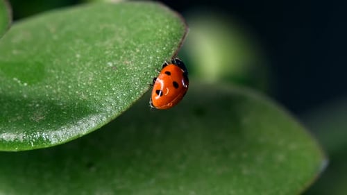 Closeup of a Small Red Ladybug Resting on Green Leaves Surrounded By Dew Drops in a Vibrant