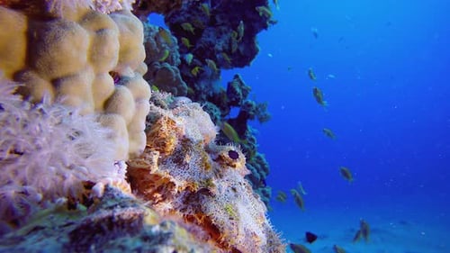 Tropical Scorpion Fish