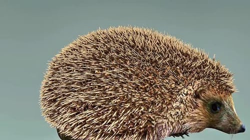Hedgehog Rolling Up Into A Ball