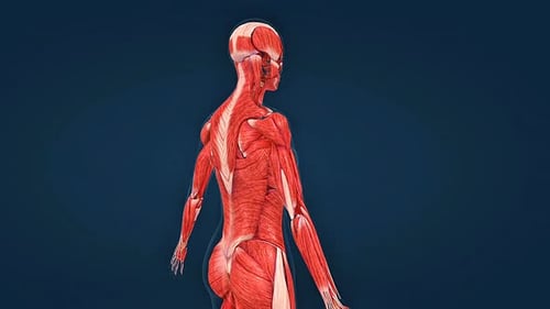 Human Anatomy: Female Muscular System Rotating 3D Model
