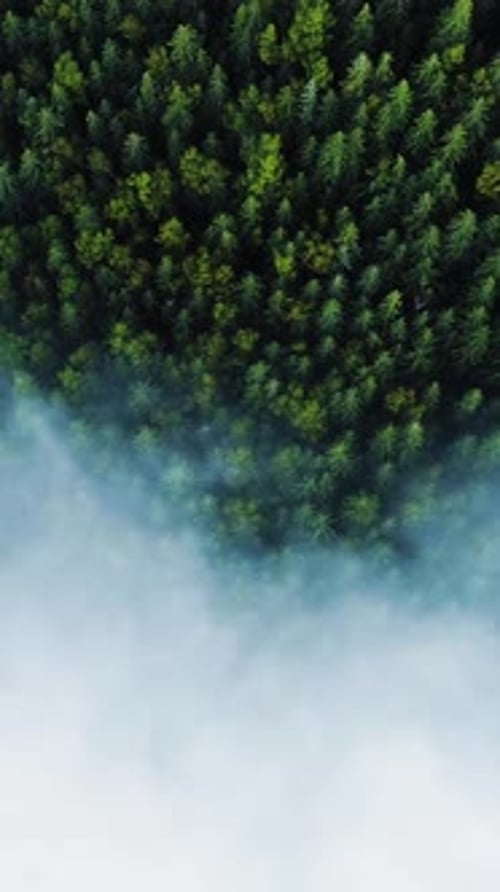 Vertical Screen Dense European Forest in Foggy Weather Aerial View