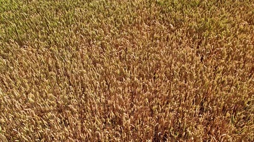 Vast golden wheat field under bright summer sky swaying in gentle breeze