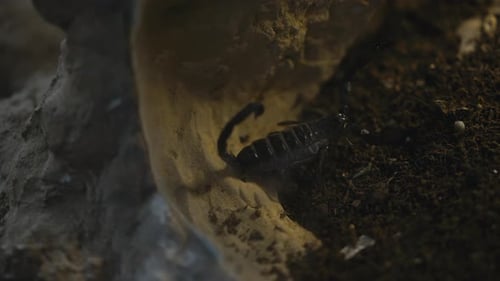 Black Scorpion Raising It's Claws