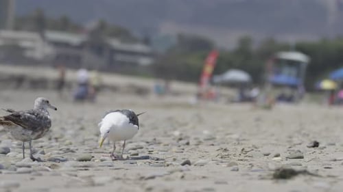 Möwen fressen in Zeitlupe 4K stiehlt Futter von anderen Vögeln lustig