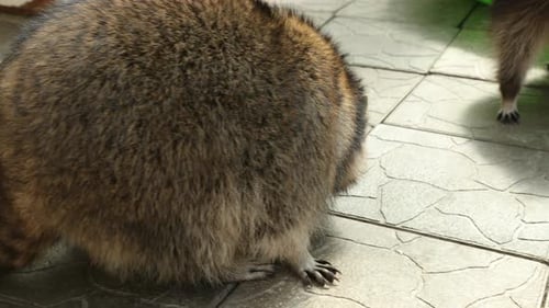 Close-up of Raccoon Staring at the Camera