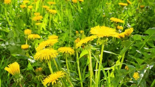 Los dientes de león florecen en primavera, lapso de tiempo