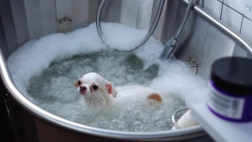 Wet Chihuahua Dog in a Bubble Bath