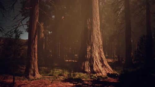 A Dense Forest with Towering Trees Reaching Towards the Sky