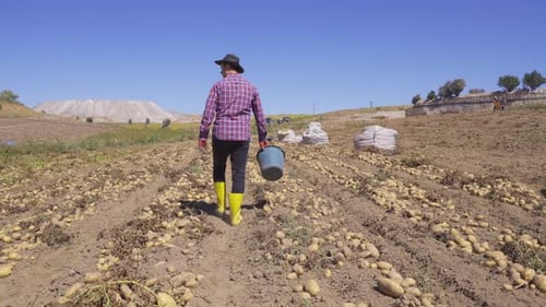 Worker working in potato field.
