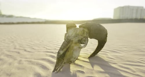 Ram Skull Rests Upon Sunlit Sands at Dawn Revealing Natural Beauty