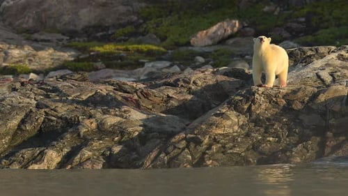 Eisbär frisst ein unbekanntes Tier in der felsigen Umgebung Grönlands
