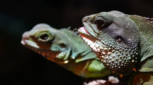 Close Up of Spiny Lizard Looks Around