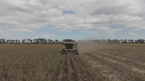 Flying In Front Of Combine Harvester In Corn Field