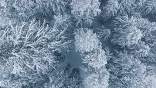 Aerial View of a Snow-Covered Evergreen Forest