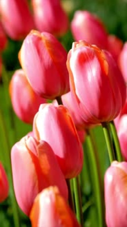 Blooming Tulips in Flower Garden Lisse the Netherlands