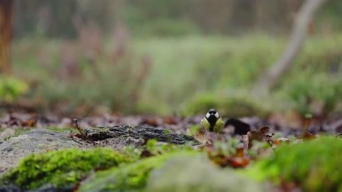 Great tit perches on mossy log, head tilted curiously in soft forest light, wings still