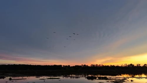 Drone view highlights flock of birds gliding above reflective wetland