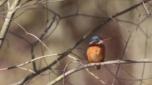 A Common Kingfisher (alcedo atthis) in the Reed, Germany