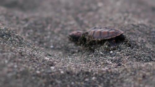 Rack focus shot of baby turtle walking in the beach